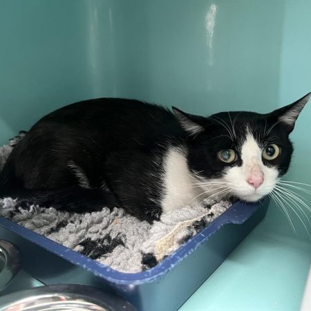 Galopin - Chat Européen à adopter