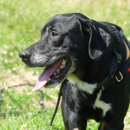 Rex - Chien à adopter