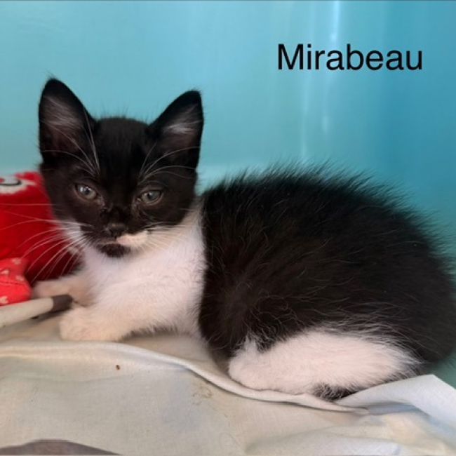Photo de Mirabeau