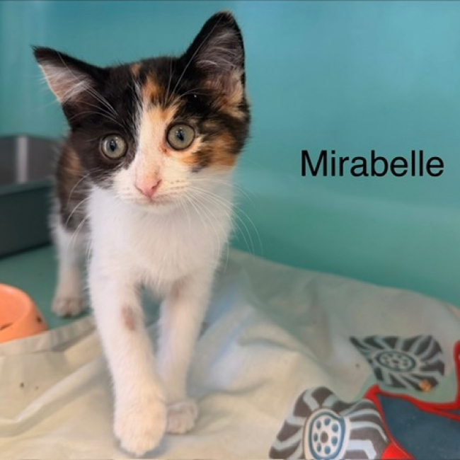Photo de Mirabelle