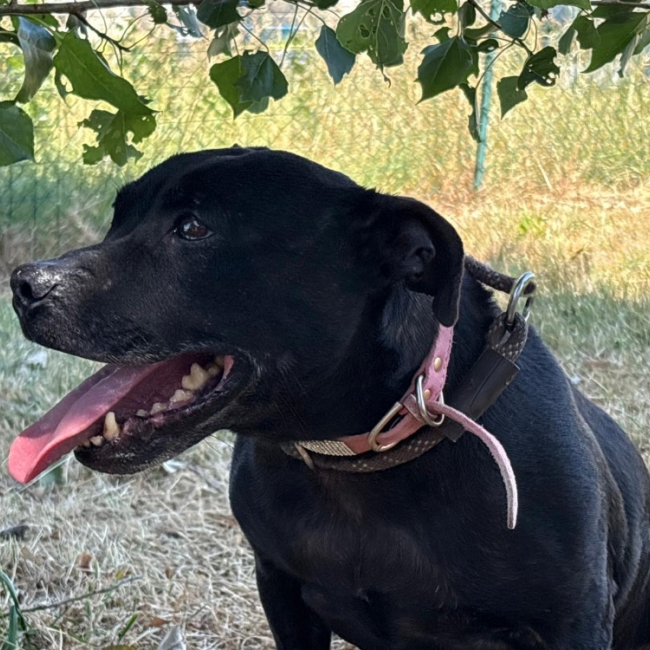Mya