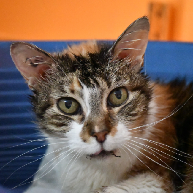 Photo de Fauve