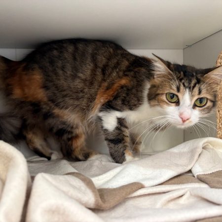 Pepsie - Chat Européen à adopter