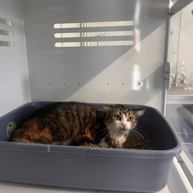 Photo de Pepsie