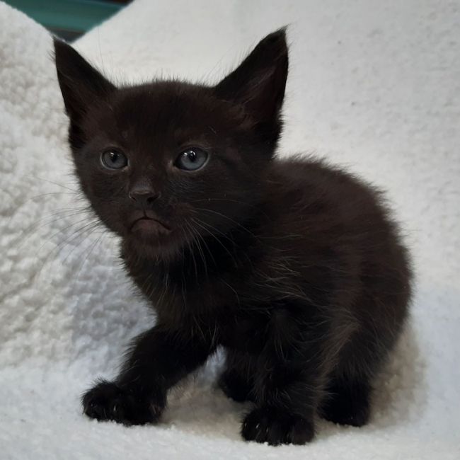 Photo de Viking