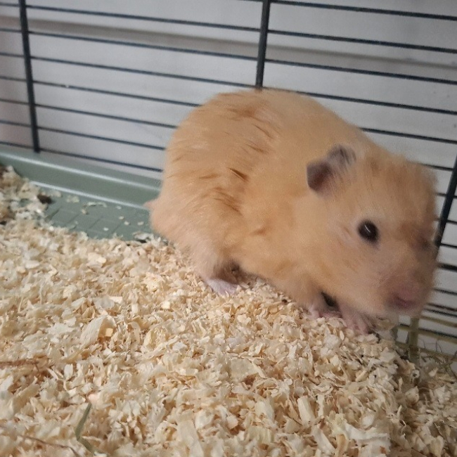 Photo de Croky