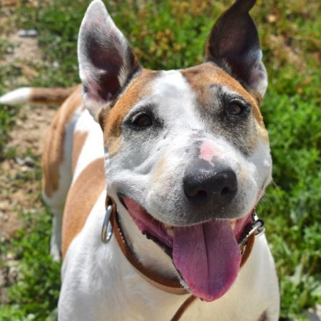 Pouchka - Chien Bull Terrier à adopter