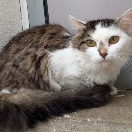Kimiko - Chat Européen à adopter