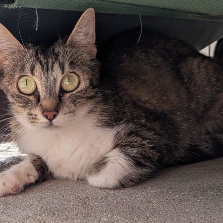 Rosita - Chat Européen à adopter