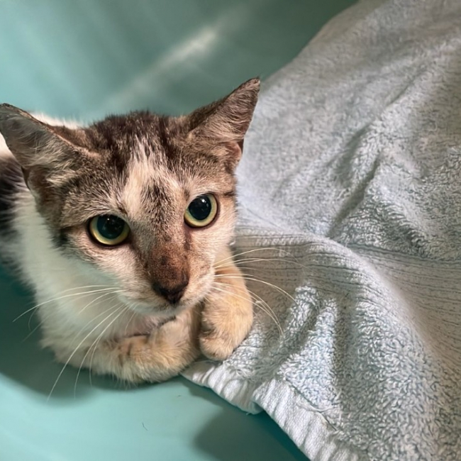 Bathilda