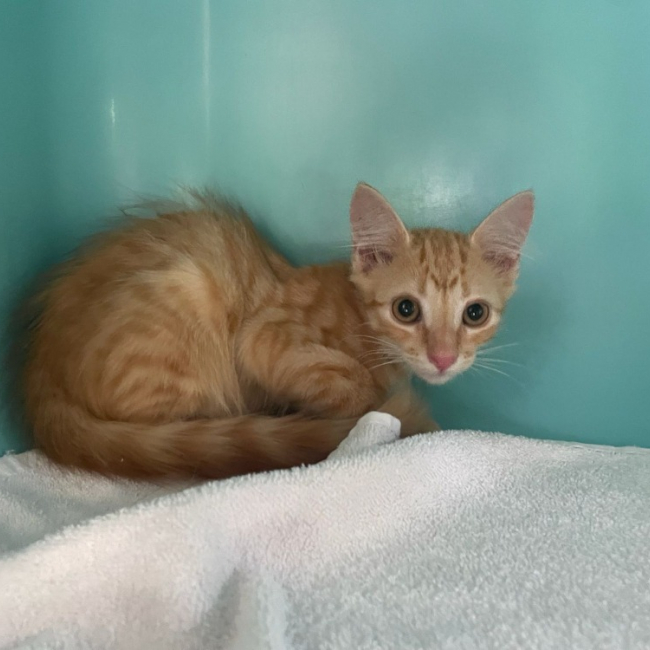 Weasley