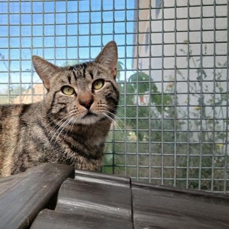 Bali - Chat Européen à adopter