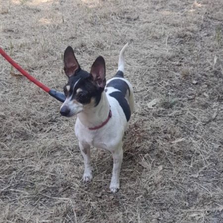 Myrabelle - Chien Ratier pragois à adopter
