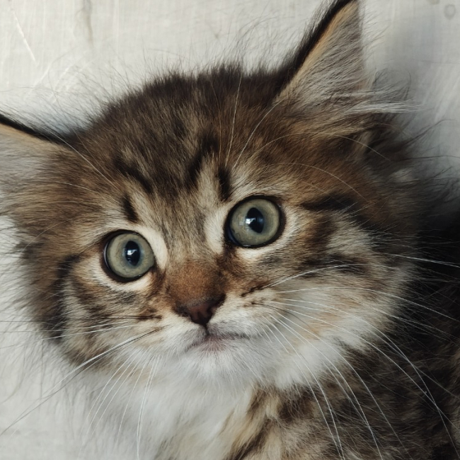 Photo de Dahlia