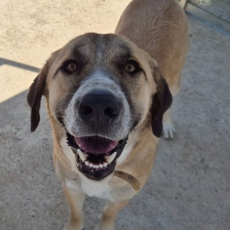 Manny - Chien Berger d'Anatolie à adopter