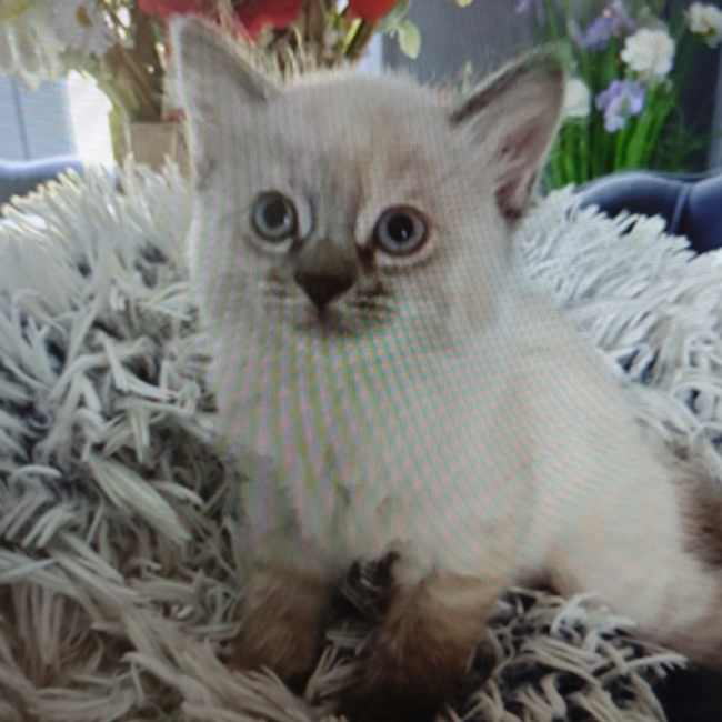 Photo de Lola