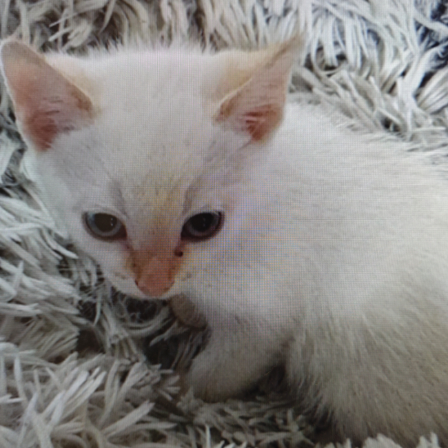 Milo