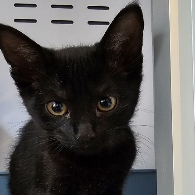 Bagheera