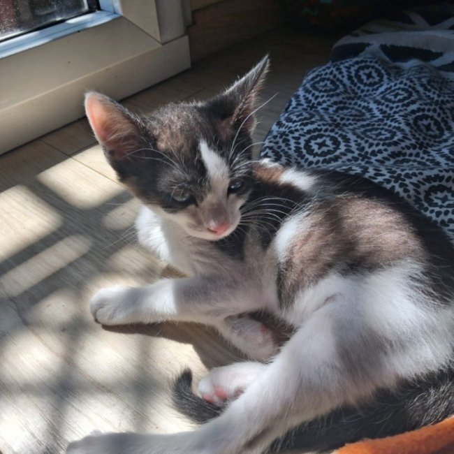 Photo de Gaufrette fiv+