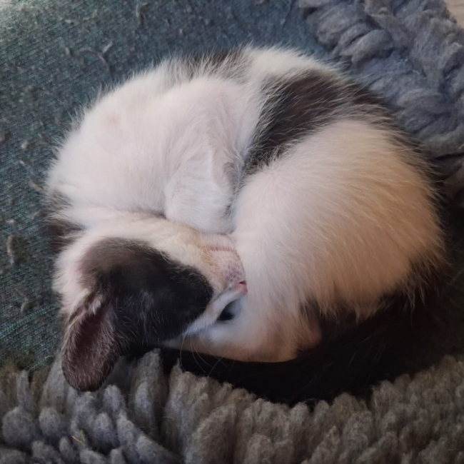 Photo de Galette fiv+