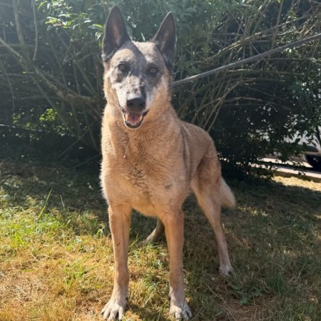 Kesta - Chien Berger Belge Malinois à adopter