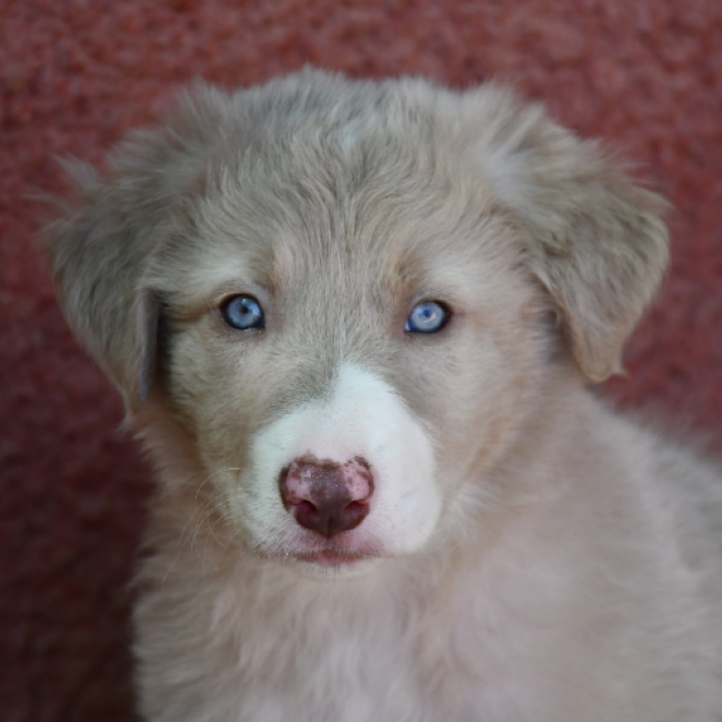 Photo de Haku
