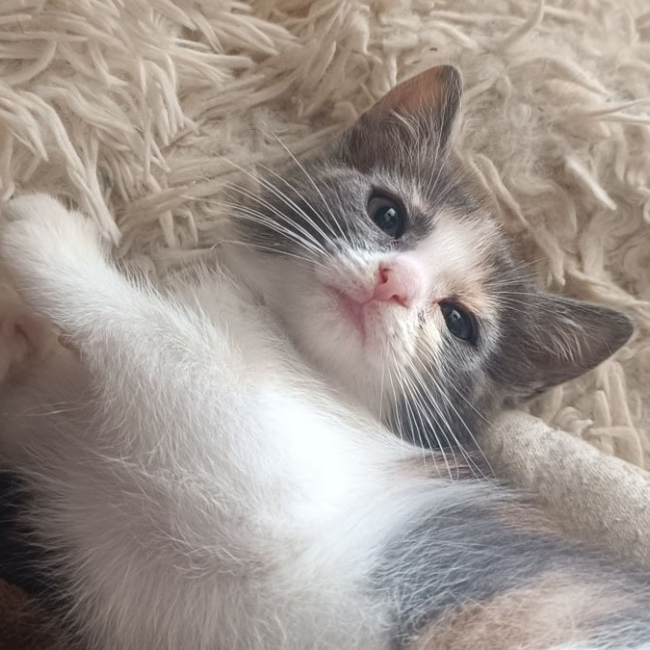Photo de Bouillotte