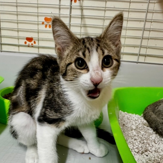 Photo de Miou-miou