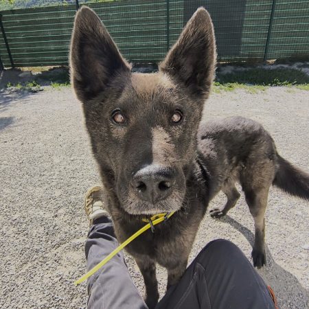 Darkos - Chien à adopter