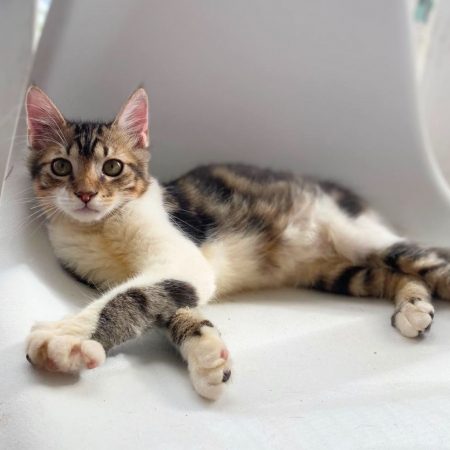 BARNABÉ - Chat à adopter