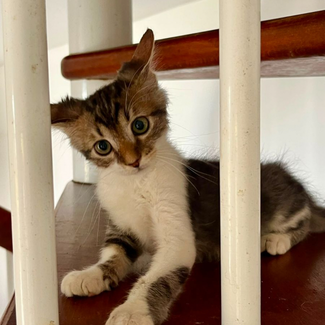Photo de BARNABÉ