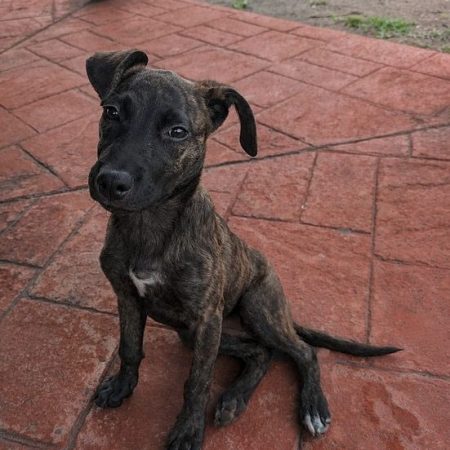 OLLIE - Chien à adopter