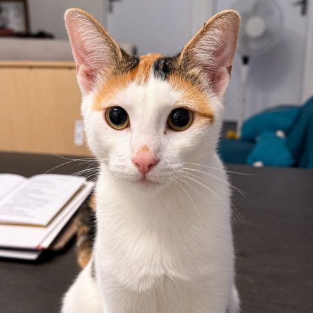 CHATKIRA - Chat Européen à adopter