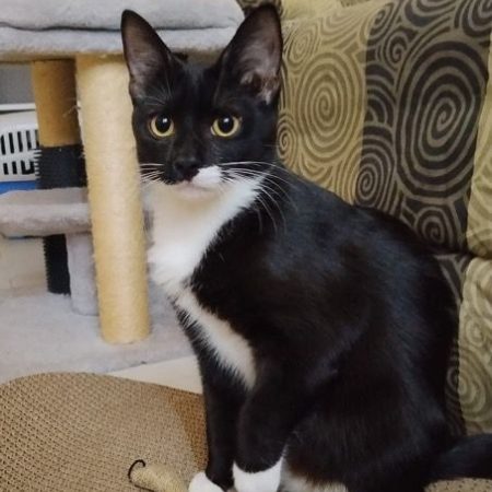 BAGHERRA - Chat à adopter