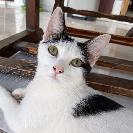 ERENE - Chat à adopter