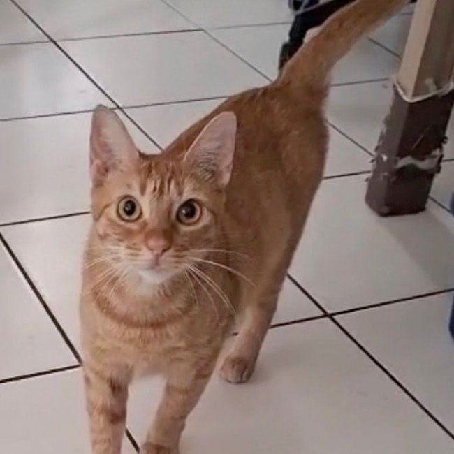 Photo de PRALINE