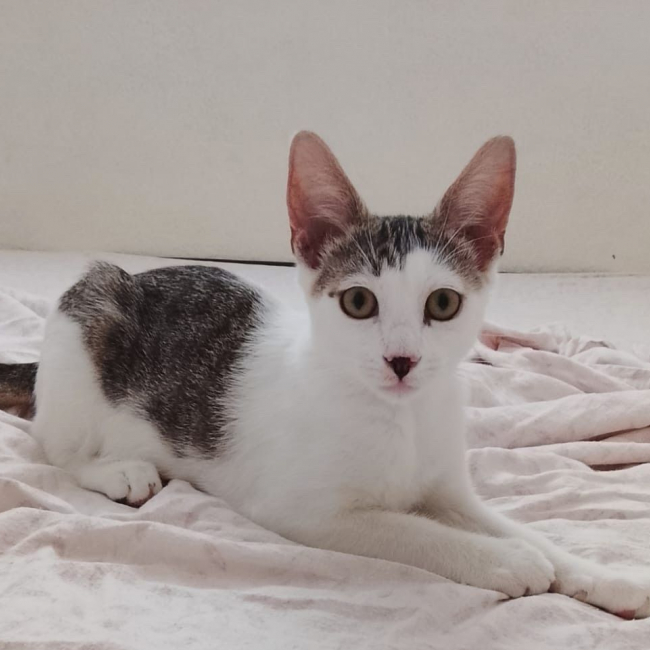 Photo de TWIX