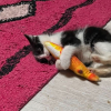 Merlin