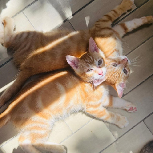 Photo de Garfield &Tobby