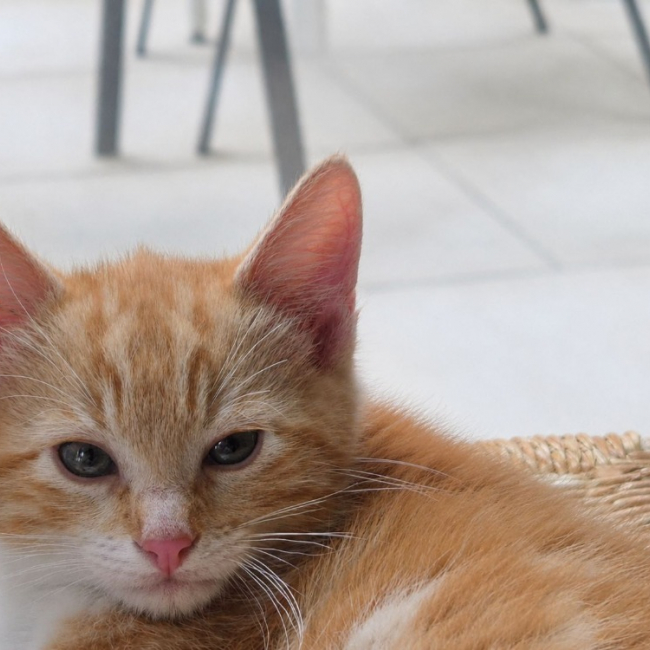 Photo de Roucky