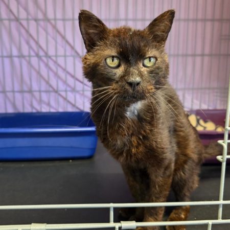 Orme - Chat Européen à adopter