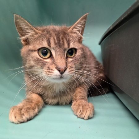 Andalouse - Chat Européen à adopter