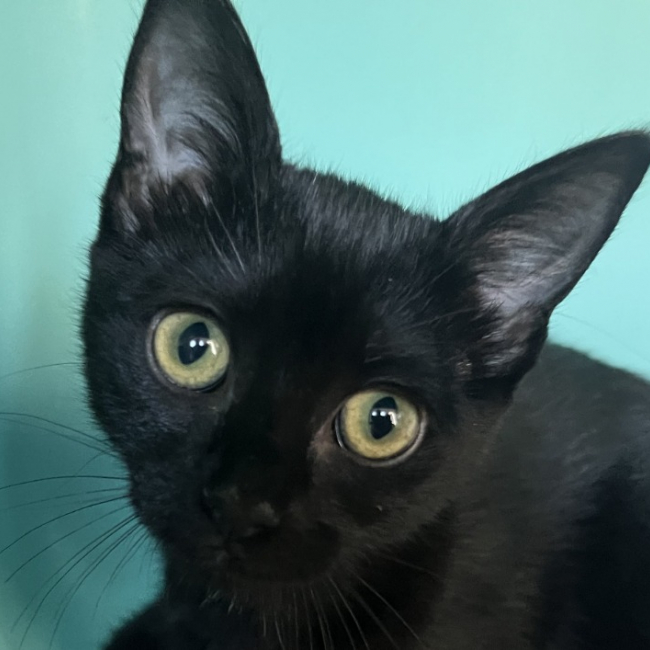 Photo de Nova