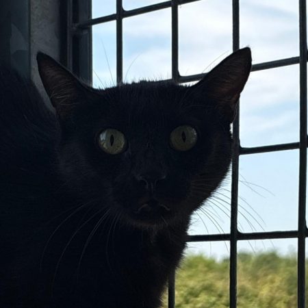 Zara - Chat Européen à adopter