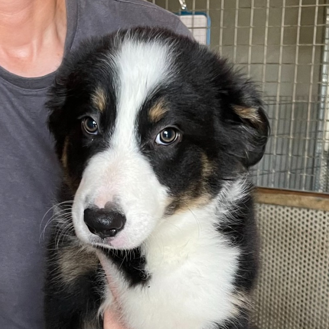 Photo de Sirius