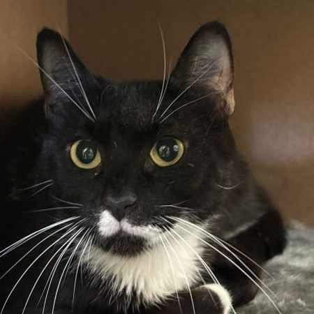 Taramis - Chat Européen à adopter