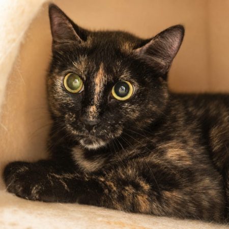 Gribouille - Chat Européen à adopter