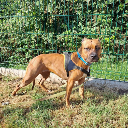 Venus - Chien à adopter