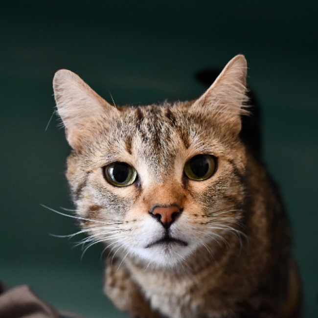 Photo de Calypso