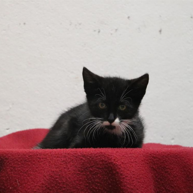 Docteur miaou